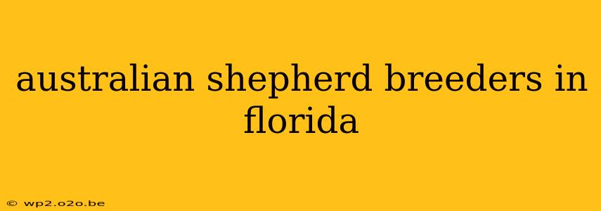 australian shepherd breeders in florida