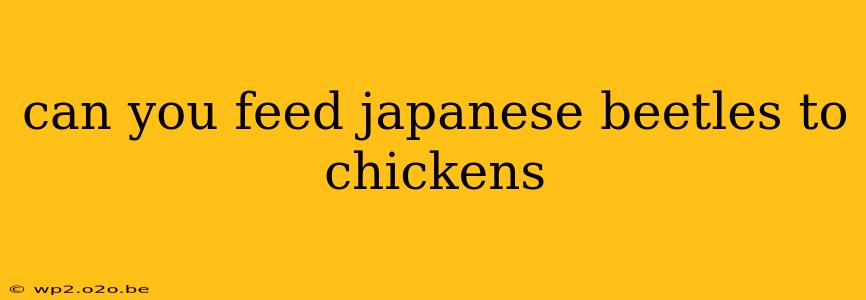 can you feed japanese beetles to chickens