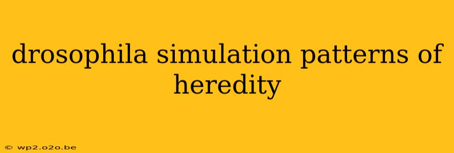 drosophila simulation patterns of heredity