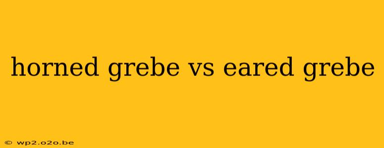 horned grebe vs eared grebe