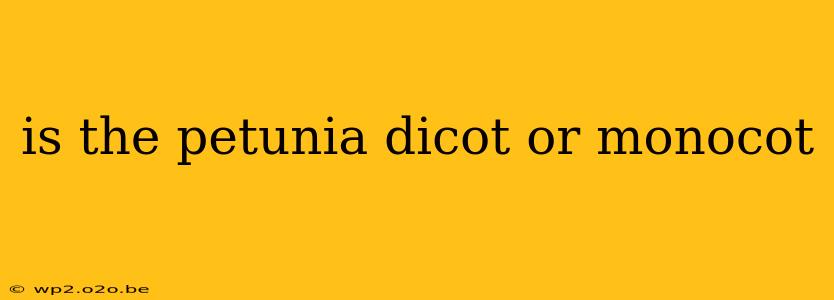 is the petunia dicot or monocot